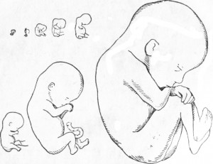 Ребенок в различные сроки беременности